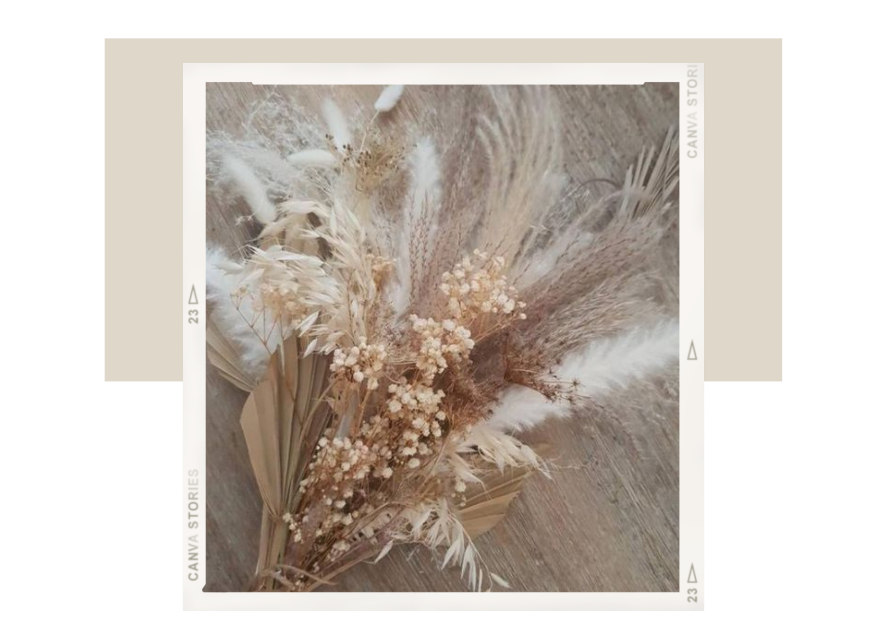 Pampas Gras New Mexico