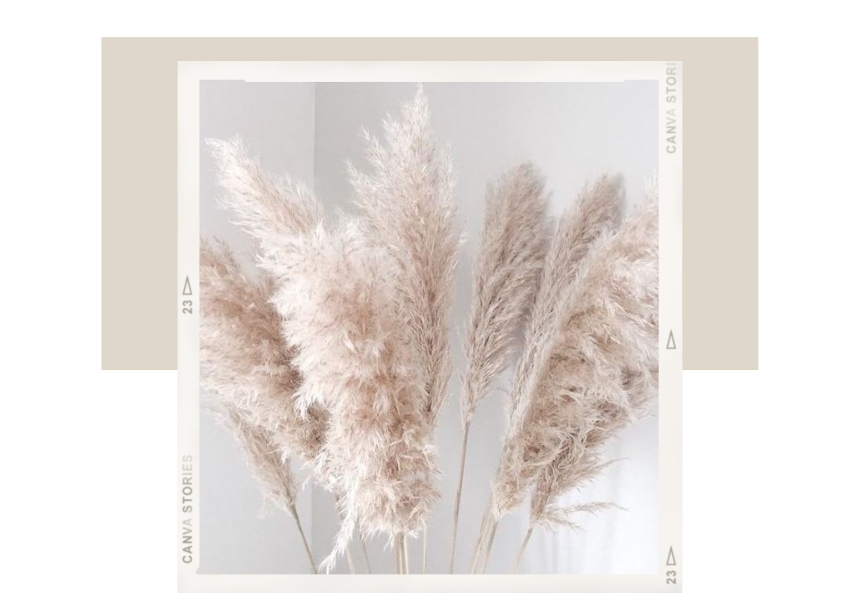 Pampas Gras California